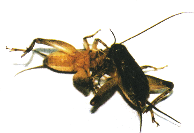 Many Of The Fighting Crickets Are Also Kept For Their - Cricket (677x456), Png Download