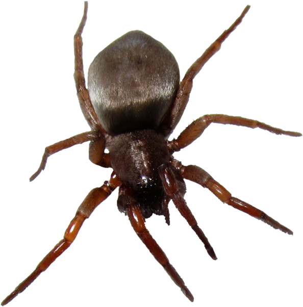 Bug Six - House Spiders In Ontario (1024x746), Png Download
