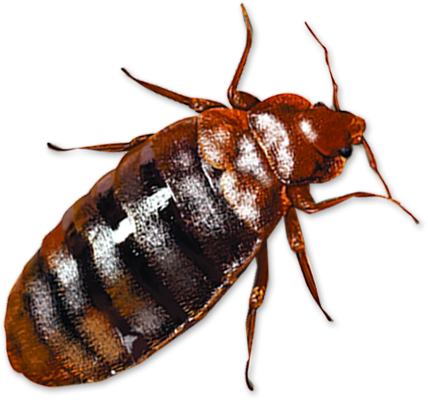 Bed Bug Png Clipart - Bed Bugs (428x400), Png Download