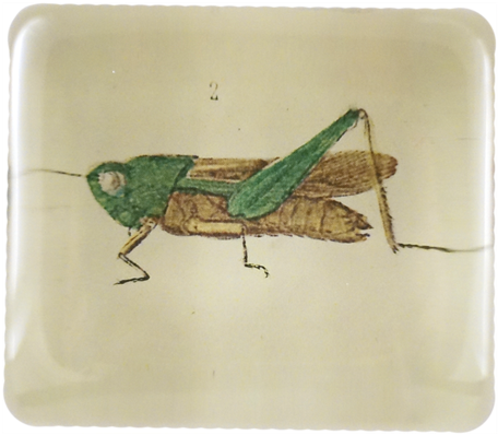 Little Bug 2 - Grasshopper (500x500), Png Download