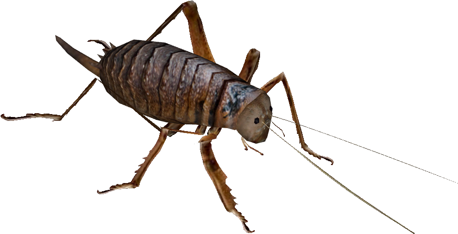 Wetapunga - Steppe Fårekyllinge Medium 50 Pr. Æske (960x960), Png Download