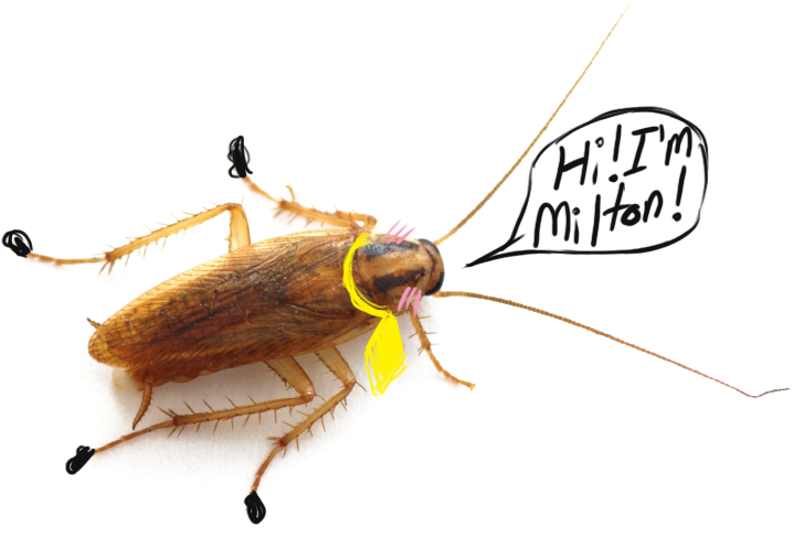 Milton - Cockroach Transparent Background (761x486), Png Download