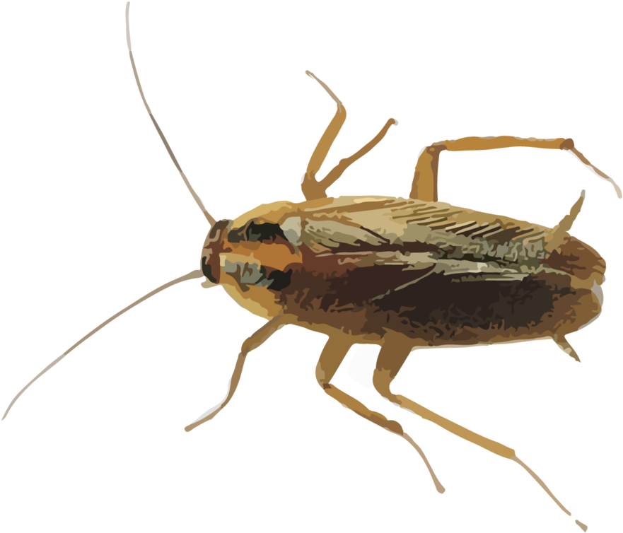 Hr Cockroaches - Myllaena Brevicornis (1000x824), Png Download