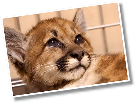 Photo Of Mountain Lion Kitten Face Up Close With Big - Folsom City Zoo Sanctuary (477x359), Png Download