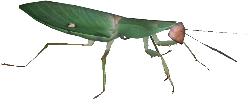 Giant Malaysian Shield Mantis - Rhombodera Basalis (900x900), Png Download