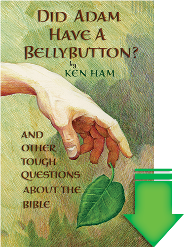 Did Adam Have A Bellybutton Ebook - Did Adam Have A Belly Button By Ken Ham (500x500), Png Download