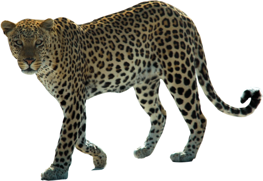 Leopard Png Hd - Addo Elephant Park Animals (1024x681), Png Download