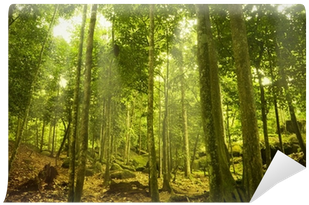 Old-growth Forest (400x400), Png Download