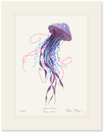 Purple Jellyfish Ii - Pelagia Noctiluca (404x480), Png Download