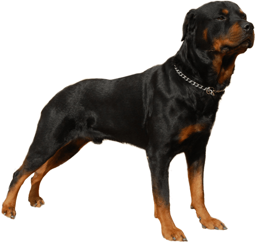 Appearance Of Rottweiler - Rottweiler Dog Png (567x489), Png Download