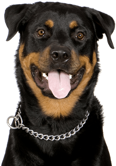 Search - Rottweiler De 1 Año (565x585), Png Download