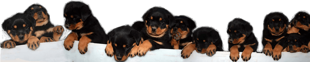 Litters Due - Puppy (1050x226), Png Download