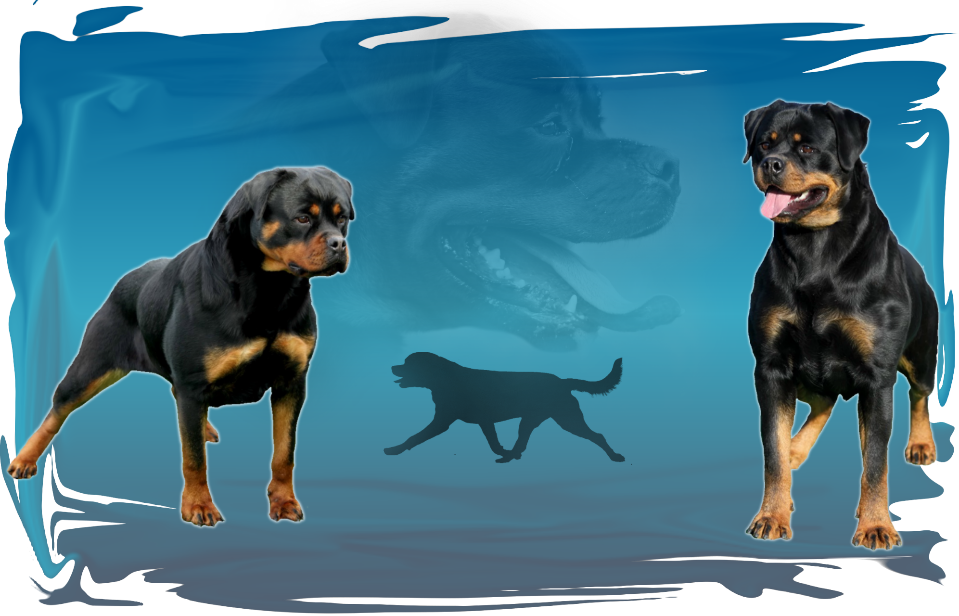 Welcome To My Internet Home Of Haus Of Renada Rottweiler - Rottweiler (959x616), Png Download