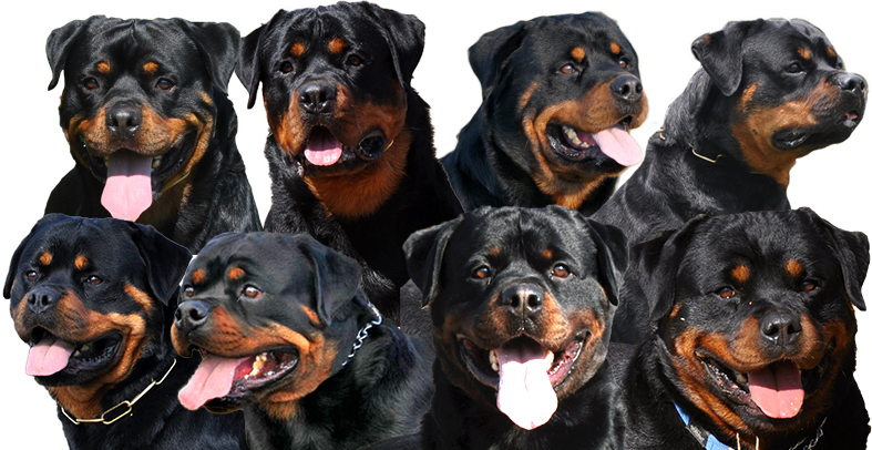 Download Craffenheim Rottweilers - Managing Rottweiler Health Issues ...