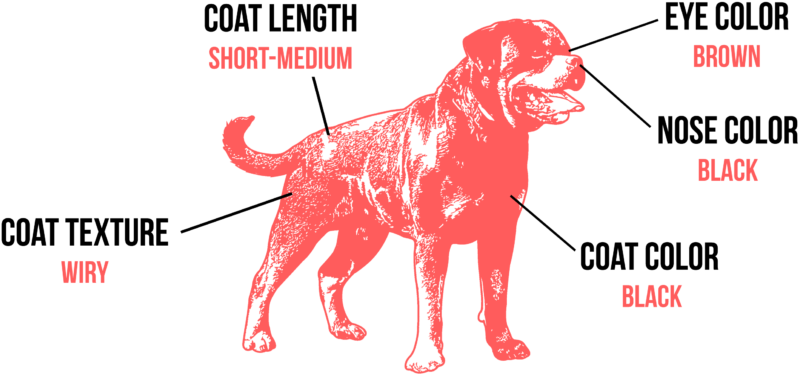 Rottweiler Rotties Have A Coarse And Straight, Short - Rottweiler Vector (1024x433), Png Download