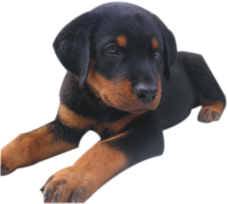 Pet (798x713), Png Download
