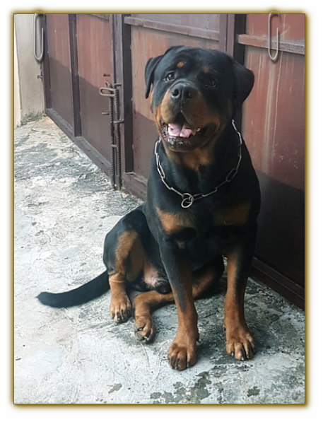 Flash Vom Bonzi Star - Nigeria (463x603), Png Download