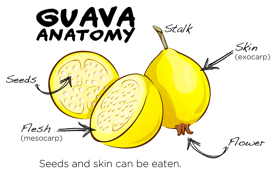 Guava Anatomy - Common Guava (1200x792), Png Download
