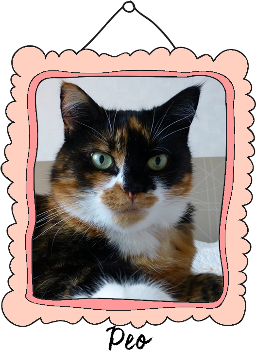 Peo Crossed The Rainbow Bridge On April 22, - Domestic Short-haired Cat (526x753), Png Download