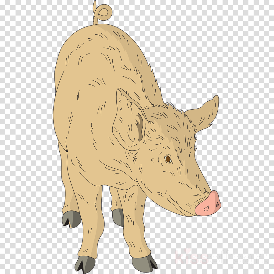 Emojis Sin Fondo (900x900), Png Download