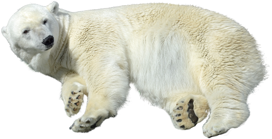 Polar Bear Png High-quality Image - Osos Polares Png (960x524), Png Download