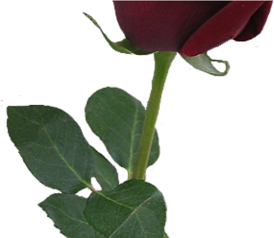 Bud Clipart Simple Rose - Red Rose Png Aesthetic (640x480), Png Download