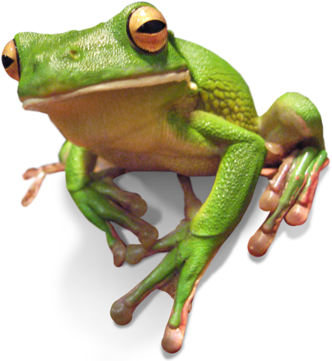 Frogs - Green-eyed Tree Frog (800x752), Png Download