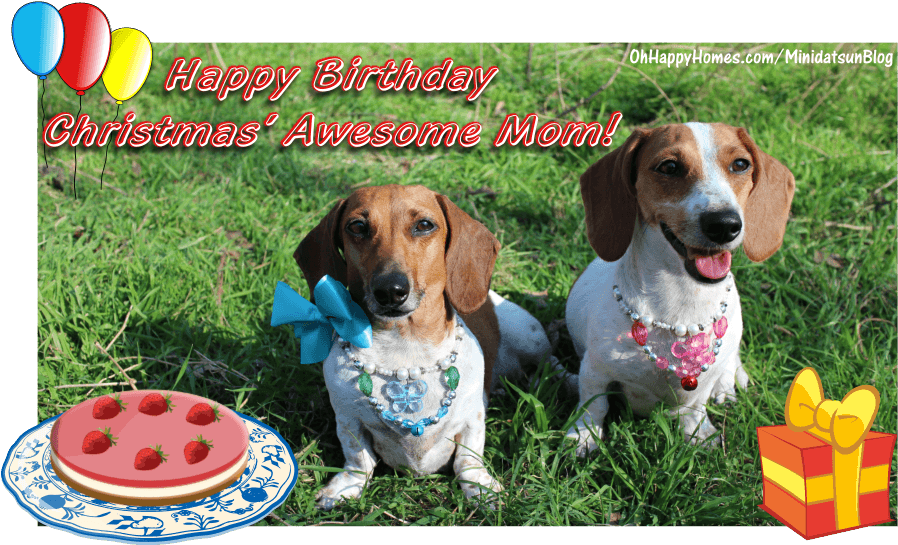 Paw Province Wishes My Mom Turned On - Birthday (937x565), Png Download