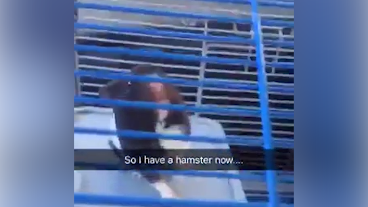 Woman Saves Abandoned Hamster On Side Of Dangerous - Nashville (1280x720), Png Download
