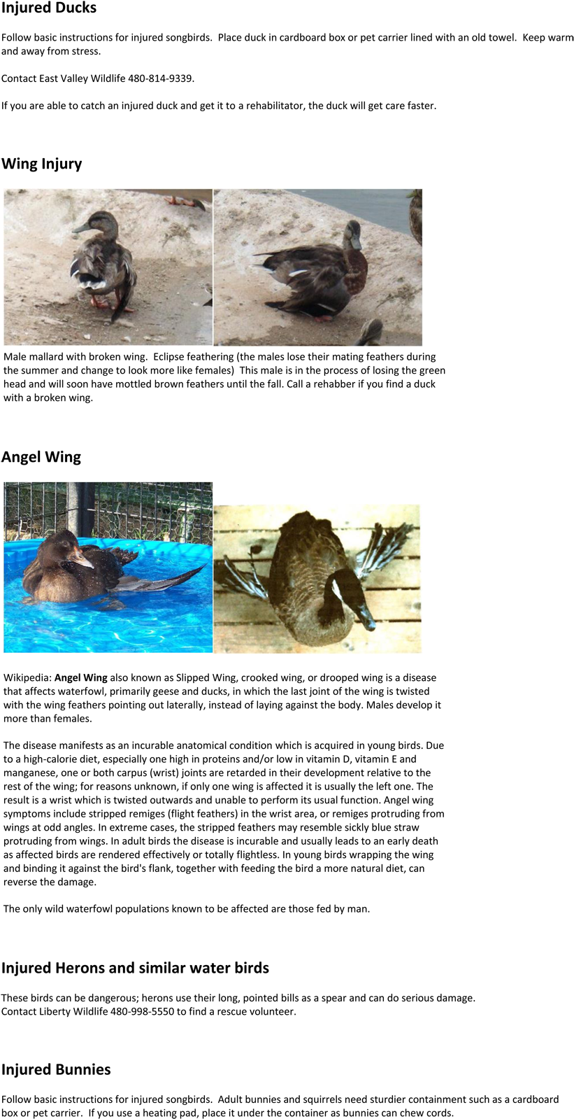 Injured Wildlife - Wildlife (862x1688), Png Download