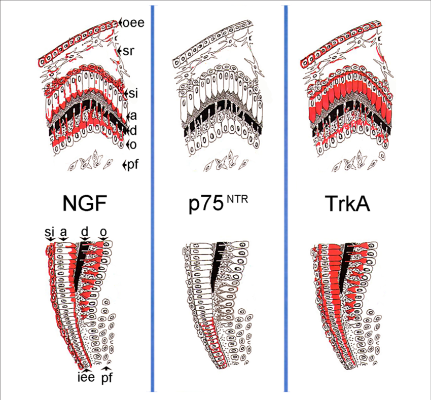 Schematic Illustration Of The Expression Patterns Of - Tropomyosin Receptor Kinase A (850x789), Png Download