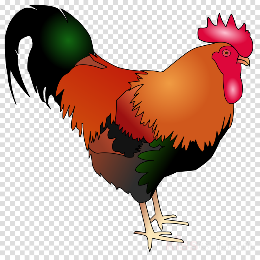 Chicken Clipart Rooster Cochin Chicken Clip Art - Chicken (900x900), Png Download