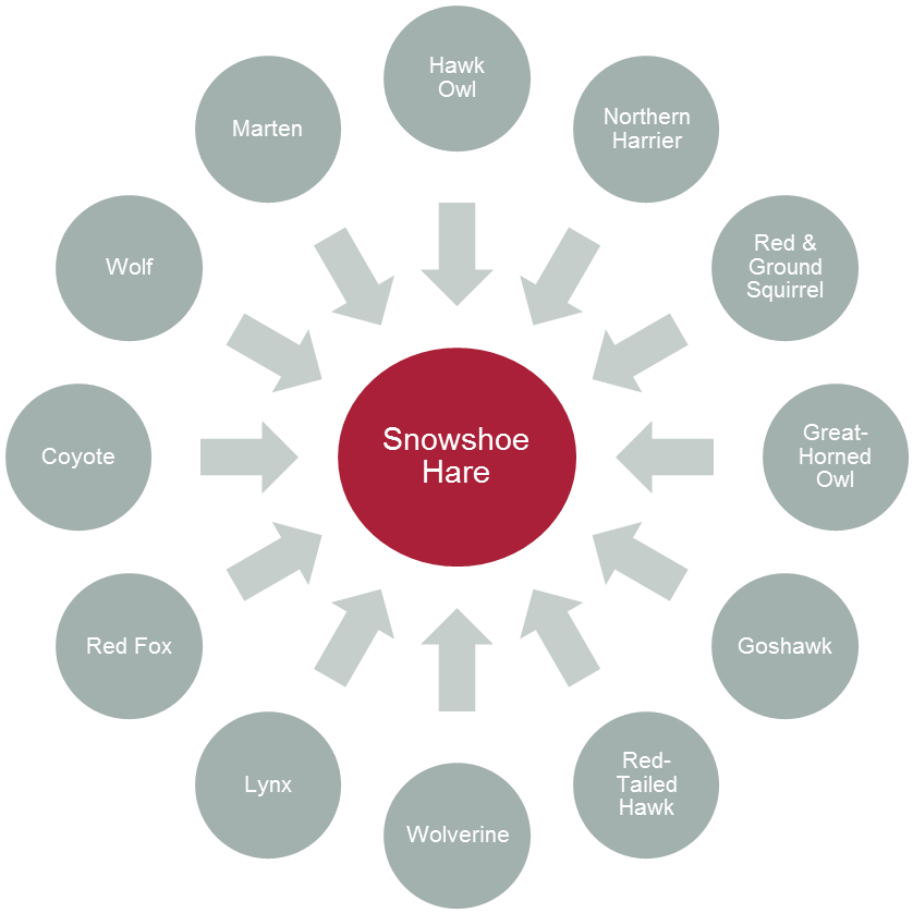 Download Predators Of Snowshoe Hare Do People Migrate Full Size PNG