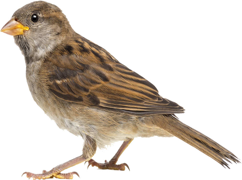 Sparrow With No Background Png Free Download (960x768), Png Download