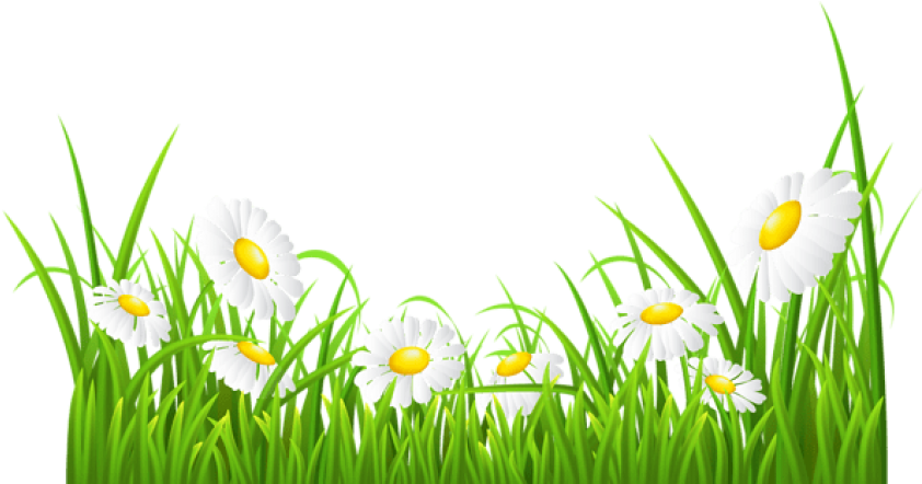 Free Png White Daisies And Grass Transparent Png Images - White Daisies Clipart (850x448), Png Download