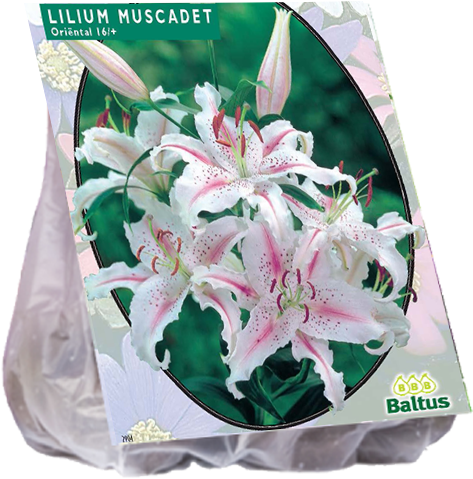 Lilium Candidum (giglio Di Sant'antonio) (600x600), Png Download
