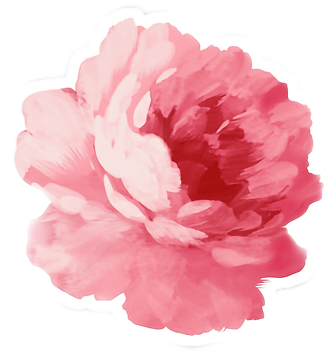 Pink Peony Png (680x718), Png Download