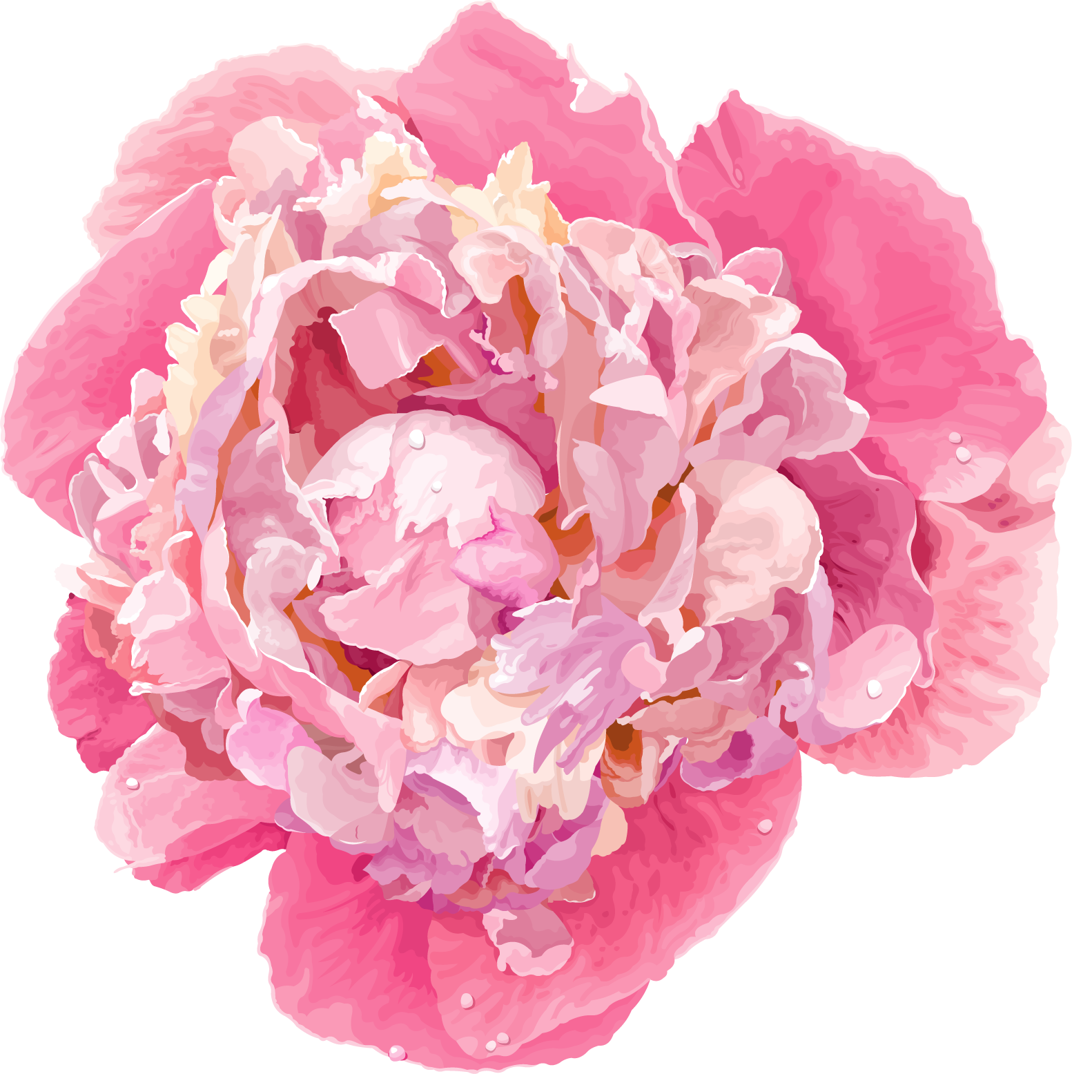 Cartoon Peony (1553x1555), Png Download