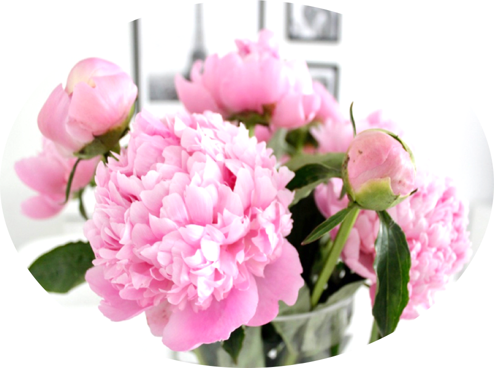 Go To Image - Peony (982x732), Png Download