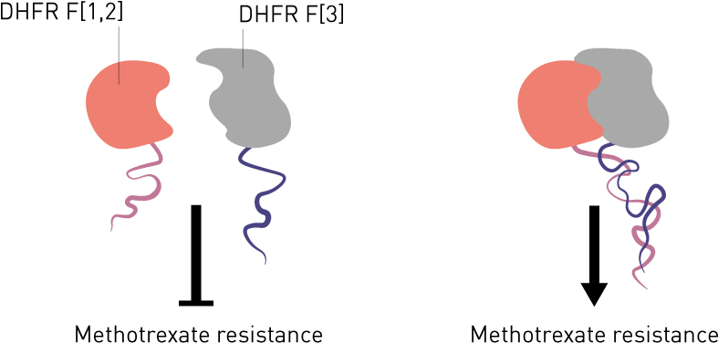 Protein Fragment Complementation Assays Used To Visualise (960x406), Png Download