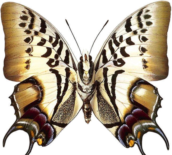 Real Butterfly (600x539), Png Download