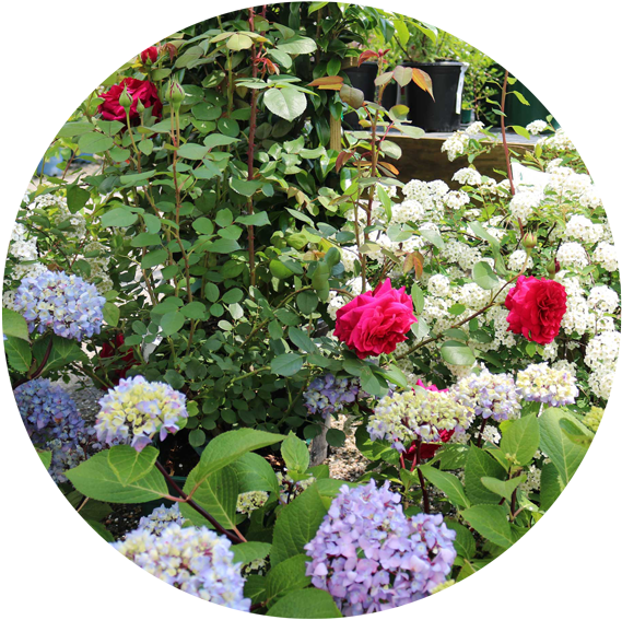 Flowering Shrubs - Connecticut (600x617), Png Download