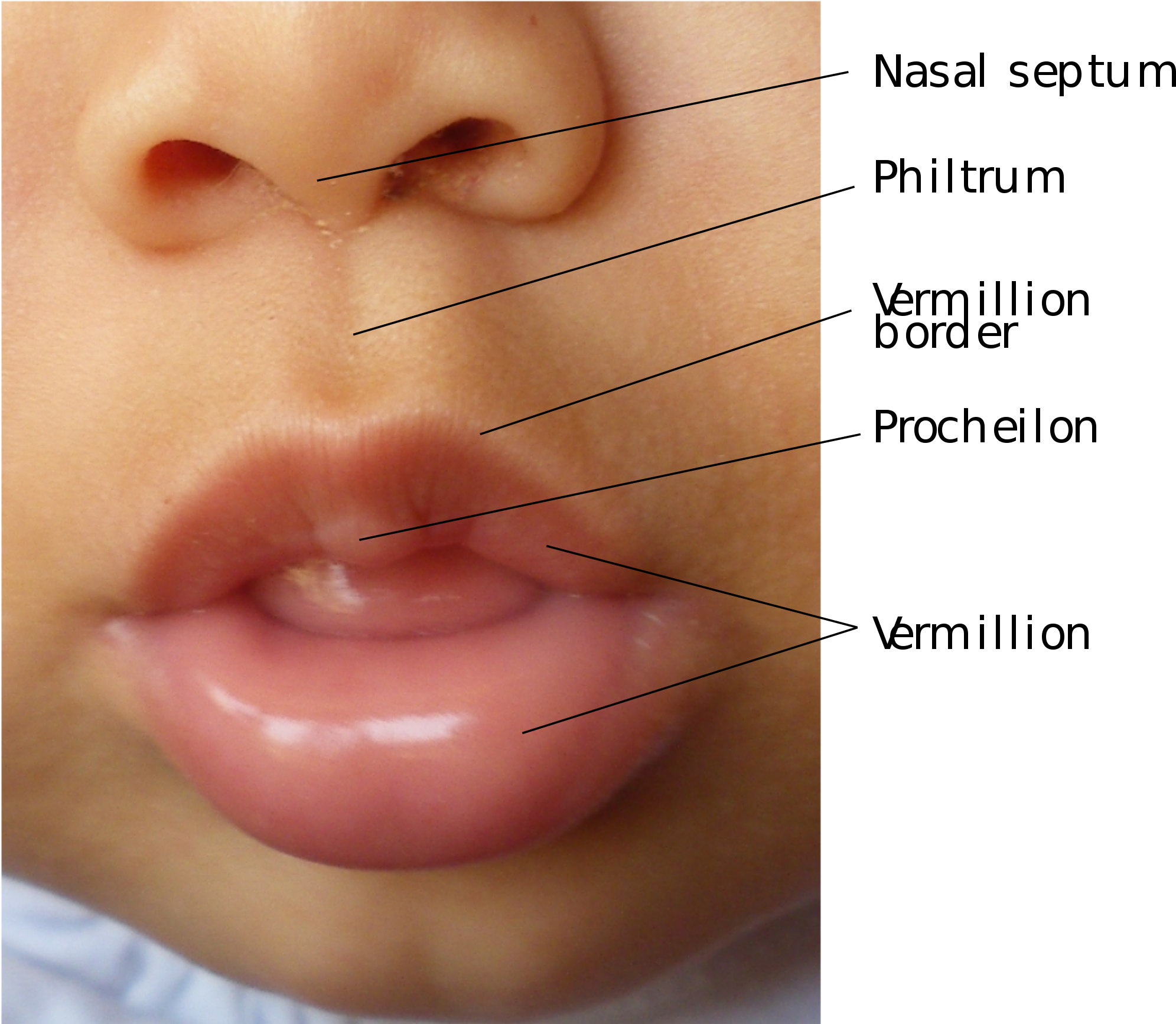 Open - Lips Anatomy (2000x1733), Png Download