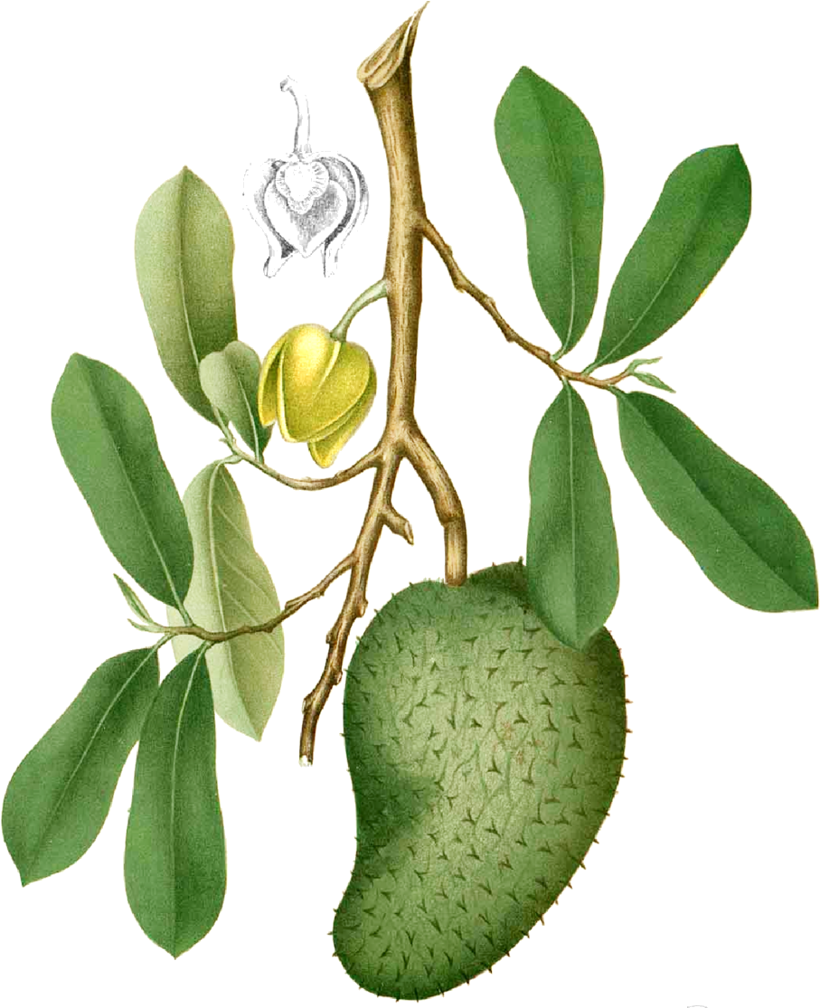 Soursop Grenada (1006x1114), Png Download