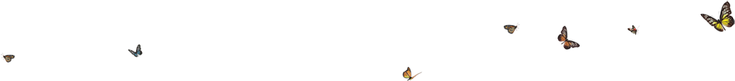 Nb031 - Duck (1550x436), Png Download