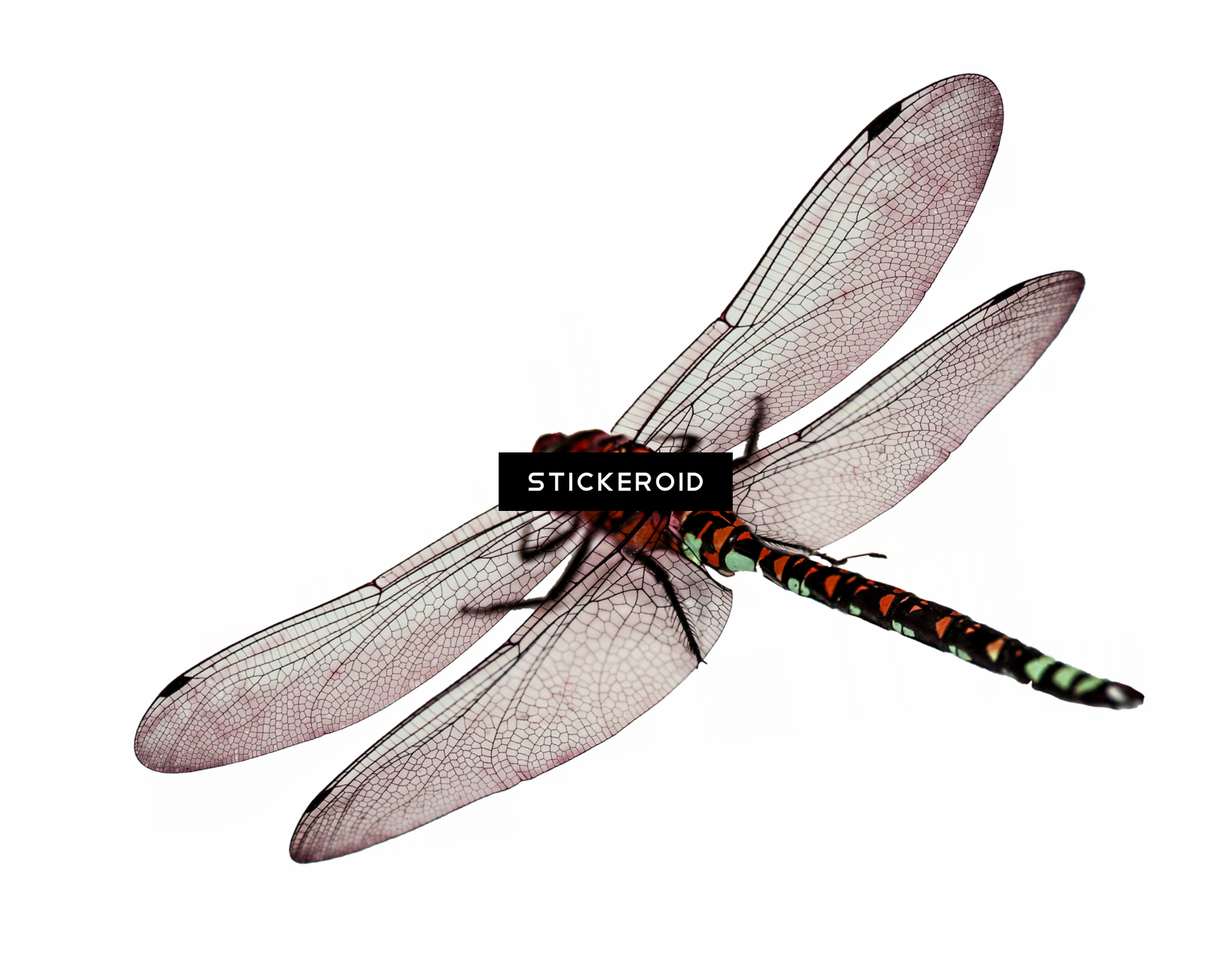 Dragonfly Insects (1895x1483), Png Download