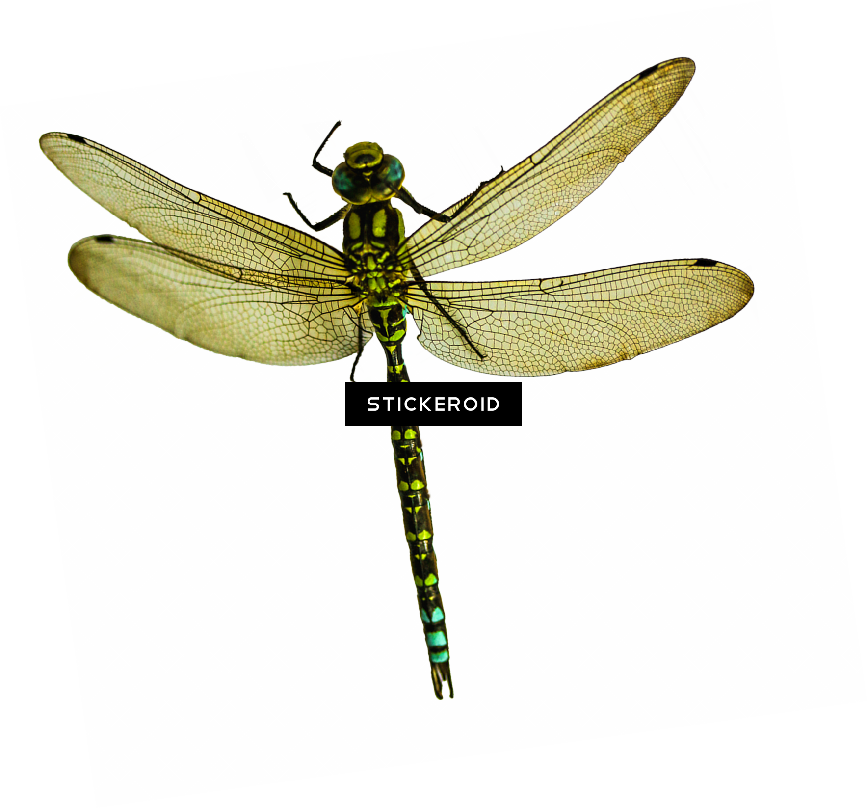 Dragonfly Insects - Net-winged Insects (1767x1646), Png Download