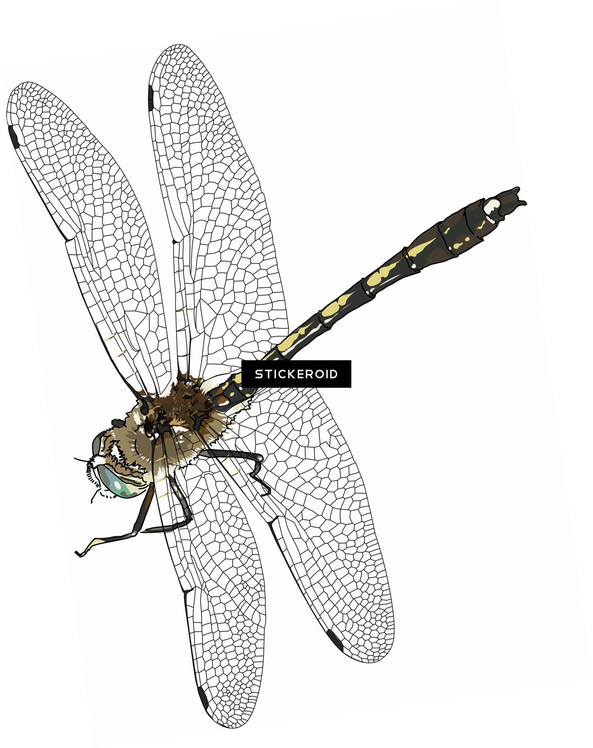Dragonfly Insects - Net-winged Insects (1941x2446), Png Download