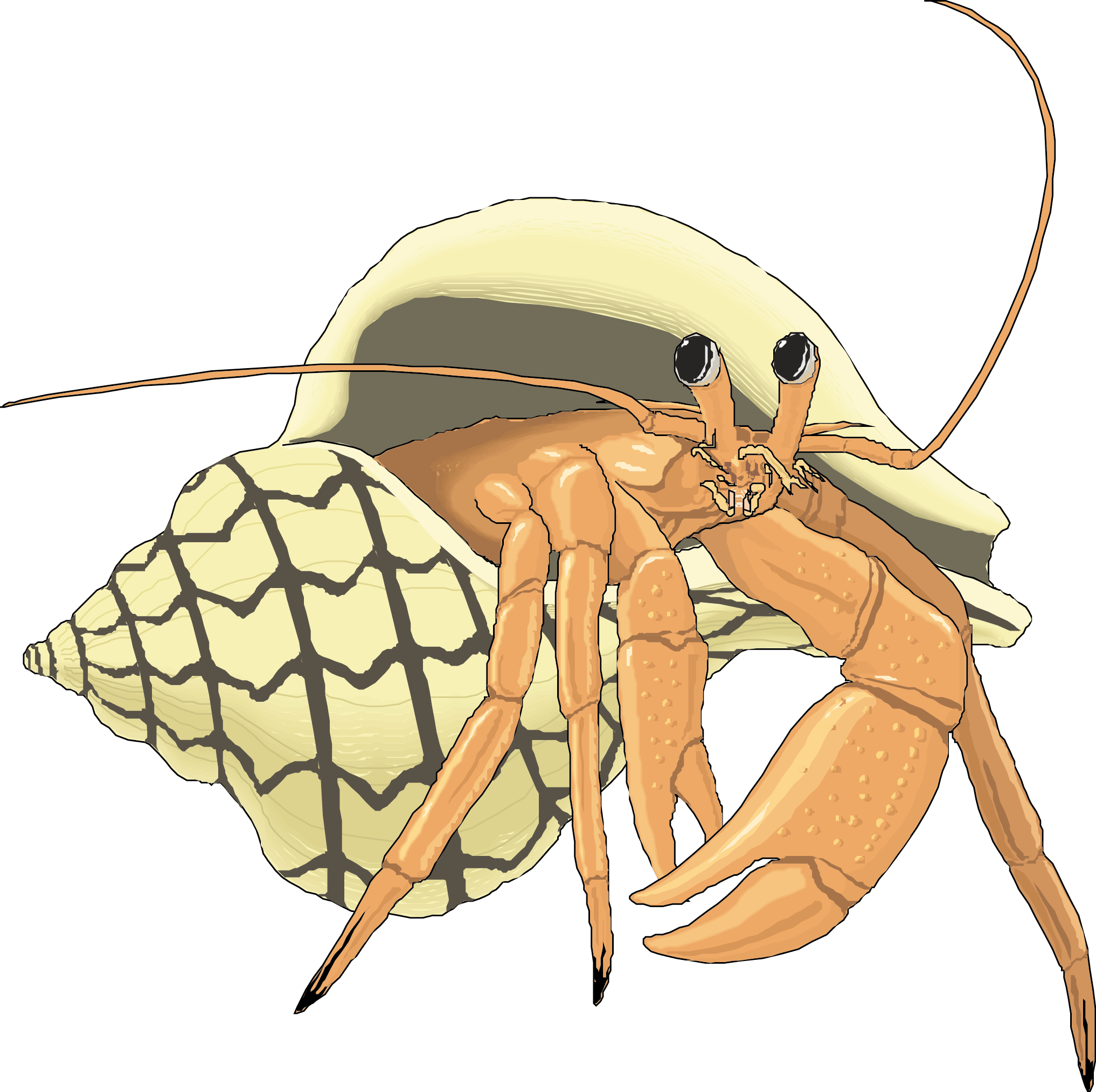 The Adventures Of Periwinkle The Crab Hermit Crab Illustration - Illustration Hermit Crab (2034x2026), Png Download