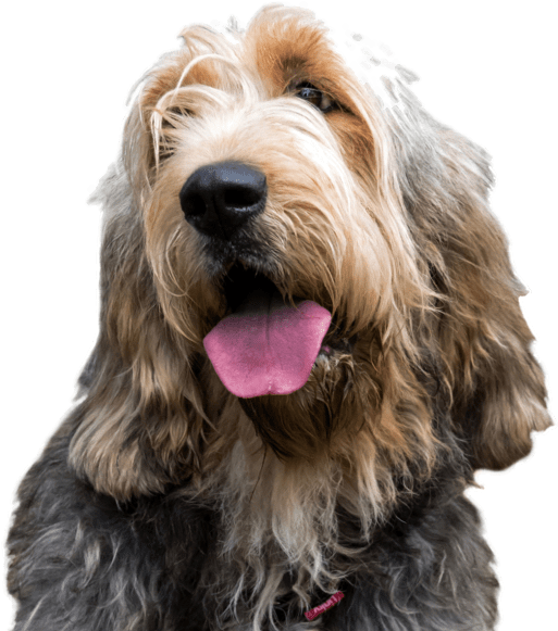 Other Breeds You Might Like - Rare Dog Breed (565x585), Png Download